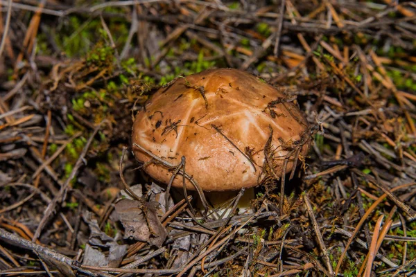 Young Mushroom Slippery Jack Suillus Luteus Pine Forest Closeup Soft — Stock Photo, Image