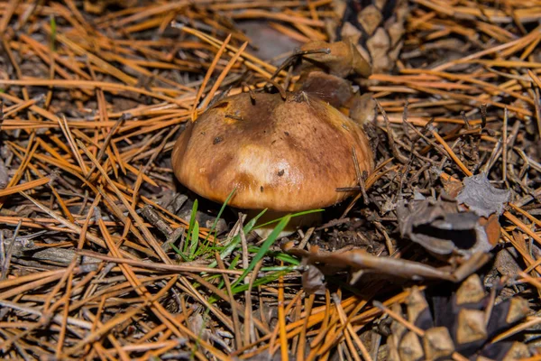 Suillus Luteus Скользкий Джек Крупным Планом Грибы Suillus Luteus Сухих — стоковое фото