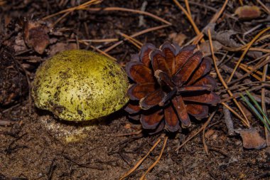 Genç ve güzel mantar sarısı şövalye (Tricholoma equestre) ve çam kozalağı yakın plan. Diğer isimleri de var: Atlı, Tricholoma flavovirens, Agaricus equestris, Atlı Adam. Seçici odak, yüzeysel alan derinliği.