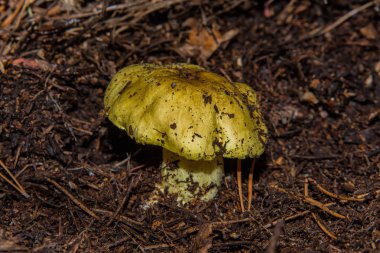 Çam ormanlarında genç ve büyük mantar Tricholoma biniciliği. Diğer isimleri de var: Atlı, Tricholoma flavovirens, Agaricus equestris, Atlı Adam, Sarı Şövalye. Seçici odak, yüzeysel alan derinliği.