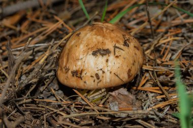 Mantar Suillus Luteus veya Kaygan Kriko. Mantar suillus luteus kuru çam iğneleri yakın çekim. Yumuşak seçici odak.