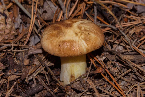 Grande Cogumelo Suillus Luteus Crescendo Floresta Pinheiros Closeup Cogumelos Foco — Fotografia de Stock