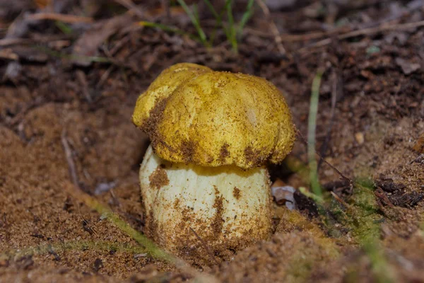 Velká Houba Tricholoma Equestre Žlutý Rytíř Borovém Lese Detailní Selektivní — Stock fotografie