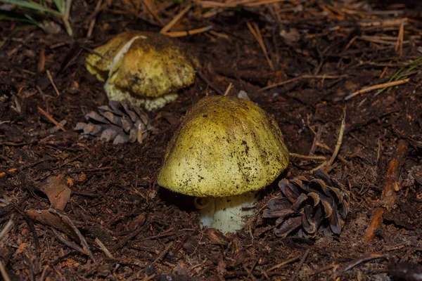 Dois Cogumelos Grandes Tricholoma Equestre Cavaleiro Amarelo Floresta Pinheiro Closeup — Fotografia de Stock