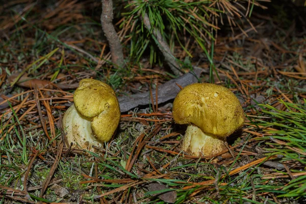 Zwei Pilze Tricholoma Equestre Gelber Ritter Kiefernwald Unter Den Ästen — Stockfoto