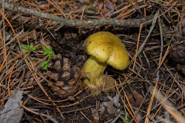 Grande Cogumelo Cavaleiro Amarelo Tricholoma Equestre Cone Pinheiro Closeup Foco — Fotografia de Stock