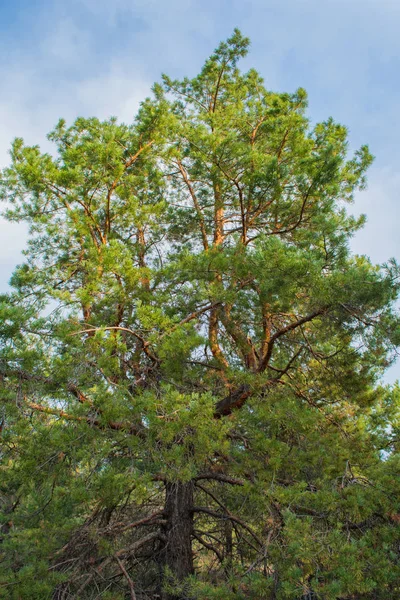 日の出によって照らされた大きな松の木の王冠 緑の松と空 垂直画像 — ストック写真