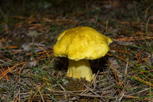 Genç Küçük Mantar Sarısı Şövalye Tricholoma Equestre Yakın Çekim Diğer — Stok fotoğraf