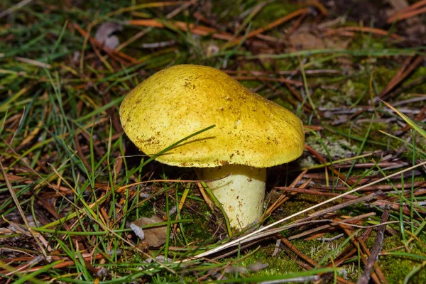 Hermoso Hongo Tricholoma Equestre Caballero Amarillo Primer Plano Bosque Pinos — Foto de Stock