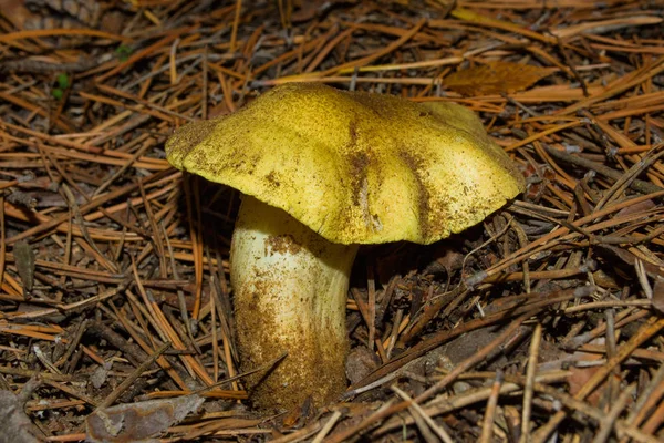 Large Mushroom Tricholoma Equestre Yellow Knight Pine Forest Closeup Selective — Stock Photo, Image