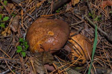 İki eski mantar Suillus luteus ya da çam ormanında kaygan kriko. Mantar suillus luteus ıslak çam iğnelerinde yakın plan. Yumuşak seçici odak.
