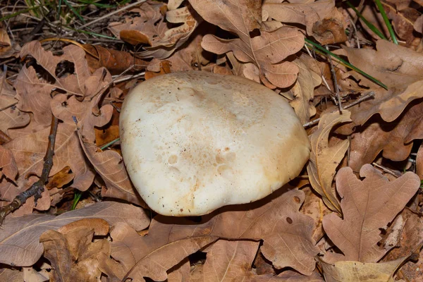 Lepista Luscina Paddenstoel Paddenstoel Het Dikke Eikenbos Van Dichtbij Zachte — Stockfoto