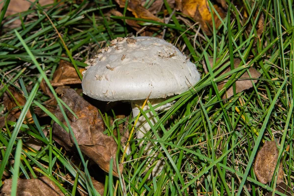 Amanita Vittadinii Paddenstoel Volwassen Exemplaar Van Paddenstoel Amanita Vittadinii Gras — Stockfoto