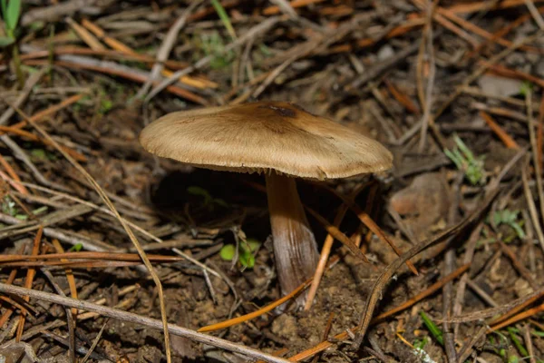 キノコロドコリビアBuyracea 松林の中の古い真菌Rhodocollybia Buyracea キノコの密室だ選択的フォーカス フィールドの浅い深さ — ストック写真