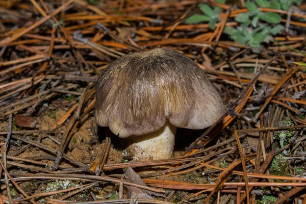 Fungo Tricholoma Portentosum Fungo Tricholoma Cresce Nella Pineta Autunnale Focus — Foto Stock