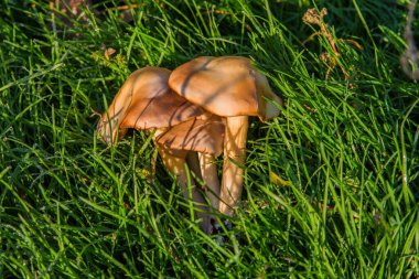 Gymnopilus junonius mantarları kavak ağacının altında yetişir. Mantarlar yakın plan..