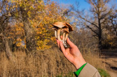 Gymnopilus junonius mantarları elinde. Karışık bir ormanda mantar türleri. Mantarlar yakın plan..