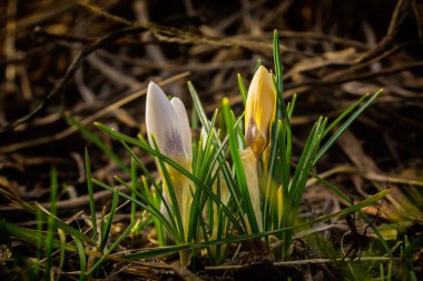 Timsahlar. Bahçede bahar çiçekleri. Seçici odak, ince DOF (alanın derinliği).