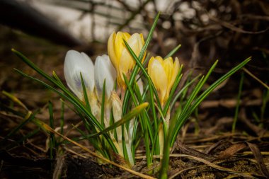 Timsahlar. Bahçede bahar çiçekleri. Seçici odak, ince DOF (alanın derinliği).