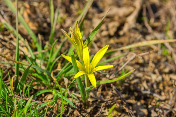 Field Gagea çiçeği (ya da Kaz soğanı, ya da Kuş yayı). Ormanda bahar çiçekleri. Yumuşak seçici odak, ince DOF (alanın derinliği).