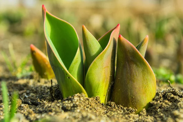 Tulipán Odchází Zblízka První Jarní Květiny Probuzení Přírody Zimě Měkké — Stock fotografie
