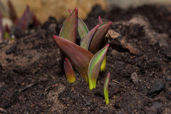 Tulip Meninggalkan Kedekatan Bunga Musim Semi Pertama Kebangkitan Alam Setelah — Stok Foto