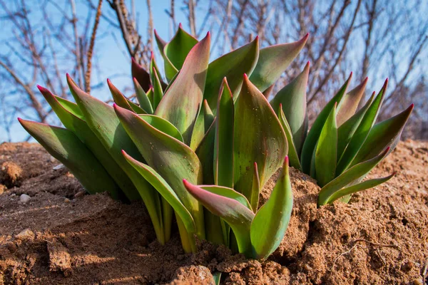 Tulipán Odchází Zblízka První Jarní Květiny Probuzení Přírody Zimě Měkké — Stock fotografie