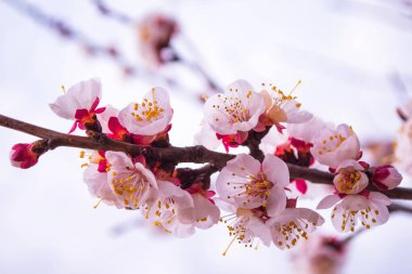 Kayısı ağacının çiçek açan dalına yakın plan. Yumuşak seçici odak.