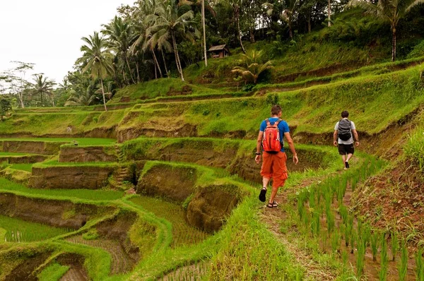 Men Trekking Rice Fields — Stock Photo, Image