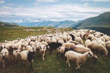 Dağlarda koyun