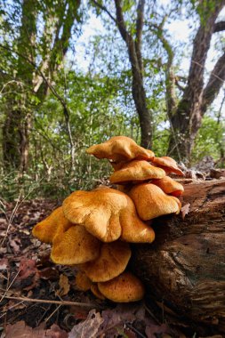 bir kütükte portakal mantarı