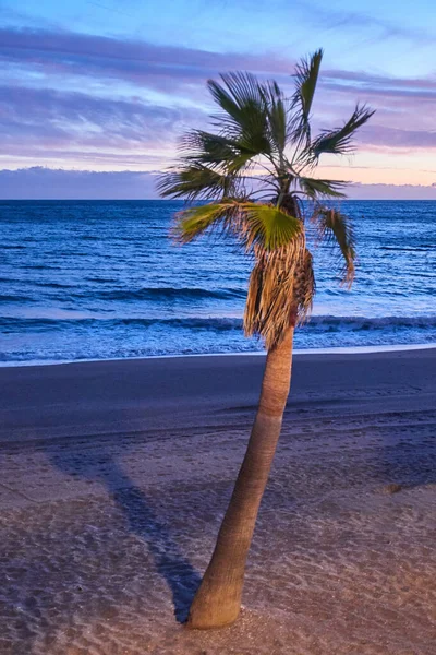 Puesta de sol en Marbella con Palma a la hora azul —  Fotos de Stock