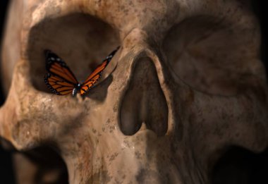 Kelebekli kafatası 3D görüntüleme