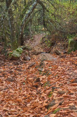Sonbaharda Juanar 'da ormandaki yapraklardan bir halının üzerinde yürüyüş yapmak.