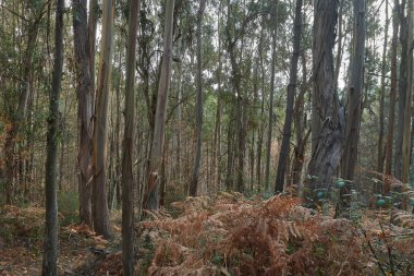 Sonbaharda Juanar 'da ormandaki yapraklardan bir halının üzerinde yürüyüş yapmak.
