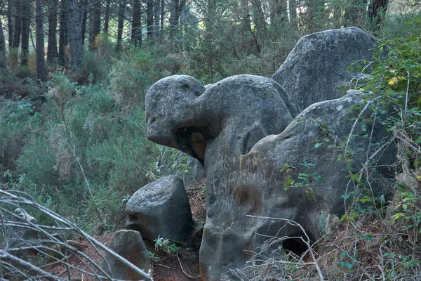 森の中の岩 — ストック写真