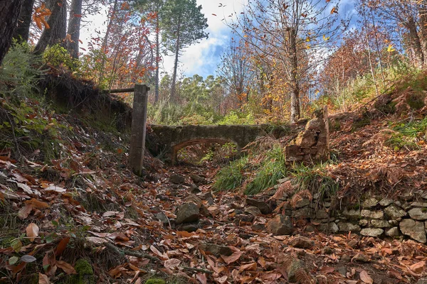 Oude brug in herfstlandschap met dennen en kastanjeboom — Stockfoto