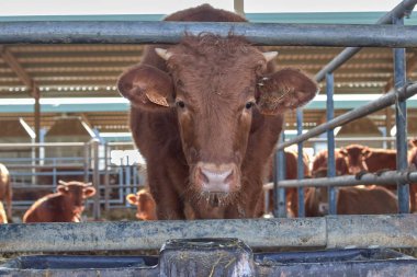 Çiftlikteki çitlerdeki inek