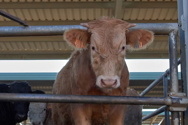 Vaca en la cerca en una granja — Foto de Stock