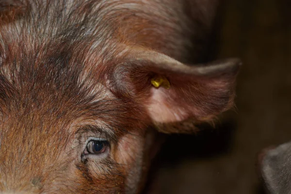 Faccia di maiale in fattoria molto da vicino — Foto Stock