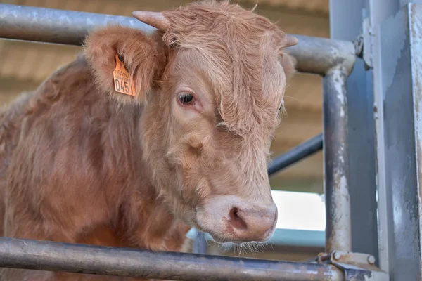 Vaca en la cerca en una granja — Foto de Stock