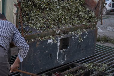 Fabrikada İspanyol zeytinyağı üretimi