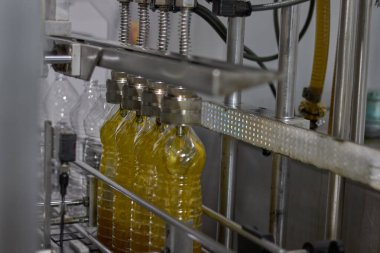 Fabrikada İspanyol zeytinyağı üretimi