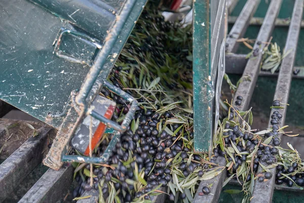 Proceso de aceite de oliva español en fábrica — Foto de Stock