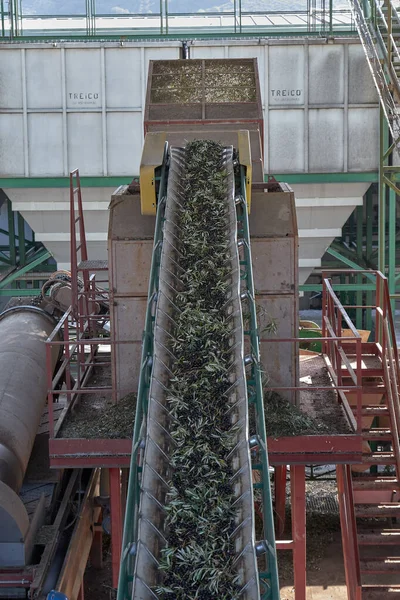 Испанское оливковое масло на заводе — стоковое фото