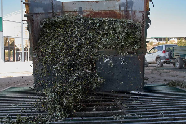 Proceso de aceite de oliva español en fábrica — Foto de Stock