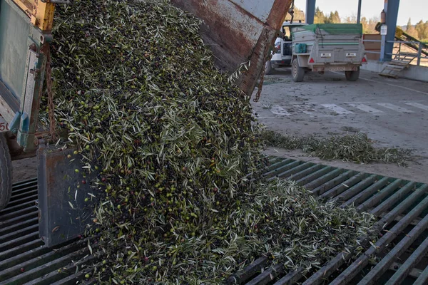 Proceso de aceite de oliva español en fábrica — Foto de Stock