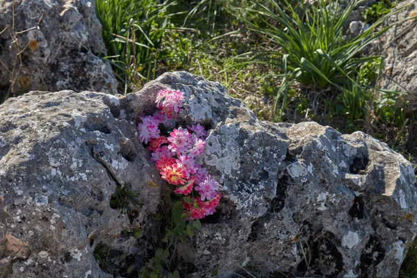 Дикие цветы в скале на высокой горе — стоковое фото