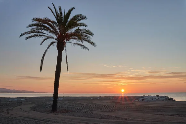 Puerto Banus 'ta gün doğumunda sahilde palmiye ağacıyla — Stok fotoğraf