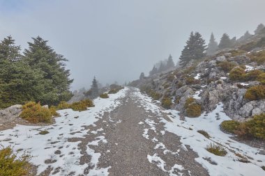 Sierra de las Nieves 'de kar, kaya ve parlak güneşli Pinsapo köknar ormanı